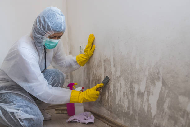 Mold Removal and Inspection in Monroe, MI