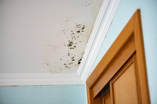 Best Fast Mold Removal  in Monroe, MI