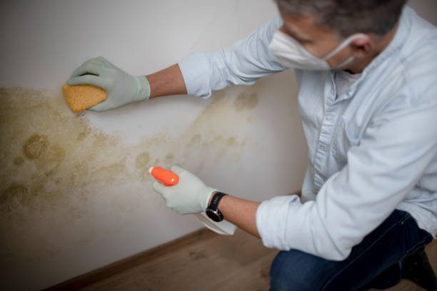 Best Crawl Space Mold Removal  in Monroe, MI