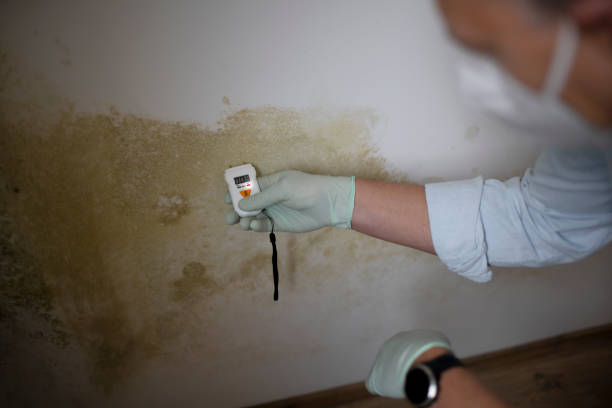 Best Professional Mold Removal  in Monroe, MI
