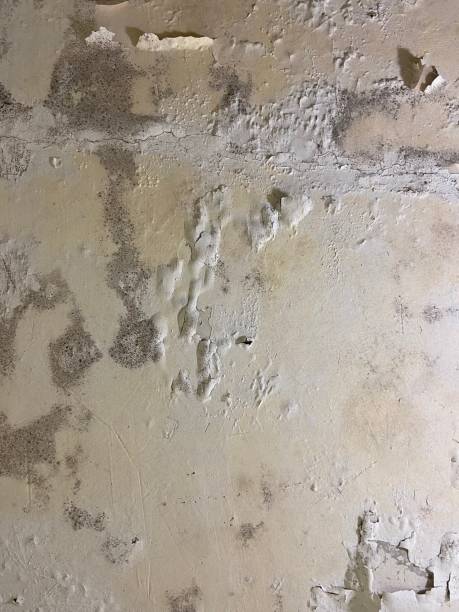 Best Mold Remediation  in Monroe, MI