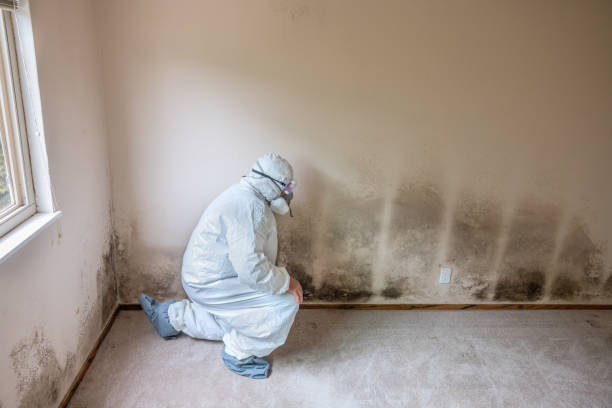 Best Attic Mold Removal  in Monroe, MI