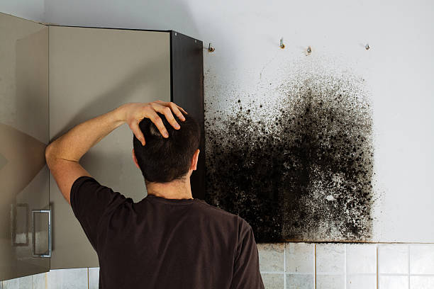 Best Mold Remediation  in Monroe, MI