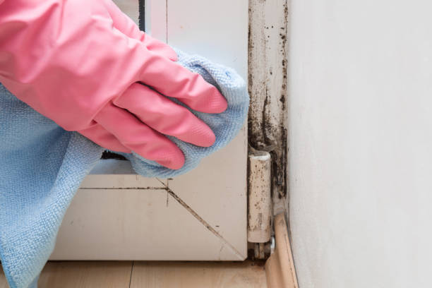 Reliable Monroe, MI Mold Removal Solutions