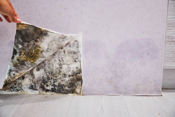 Best Black Mold Removal  in Monroe, MI